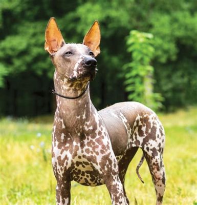  Xoloitzcuintli: Ancestral Wisdom for Modern Life - Unveiling the Ancient Heartbeat Within